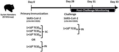 The impact of primary immunization route on the outcome of infection with SARS-CoV-2 in a hamster model of COVID-19